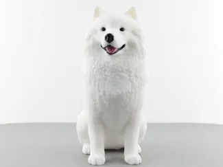Samoyed Multicolor