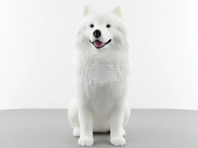 Samoyed Multicolor