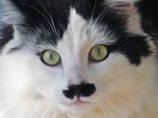 Cat thing 