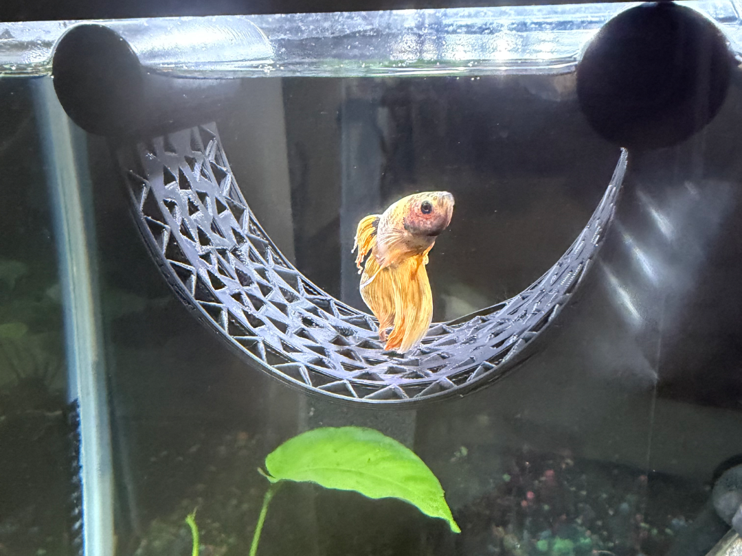 Betta Fish Hammock