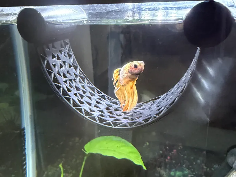Betta Fish Hammock