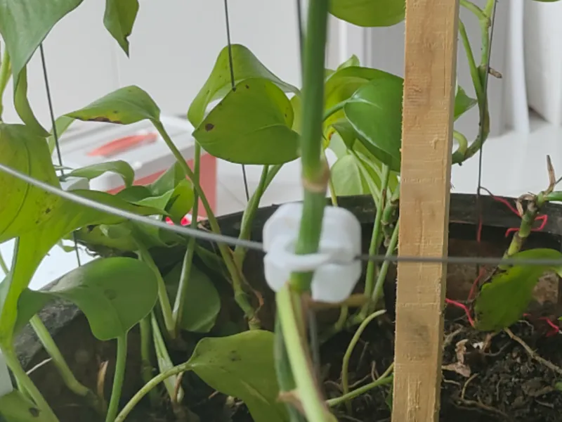 绿植攀爬卡