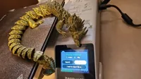 Dragon articulé — photo 3