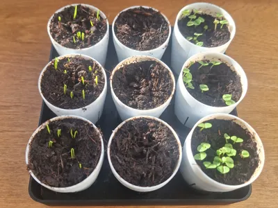 Seed Starter Tray with Self-Watering Reservoir