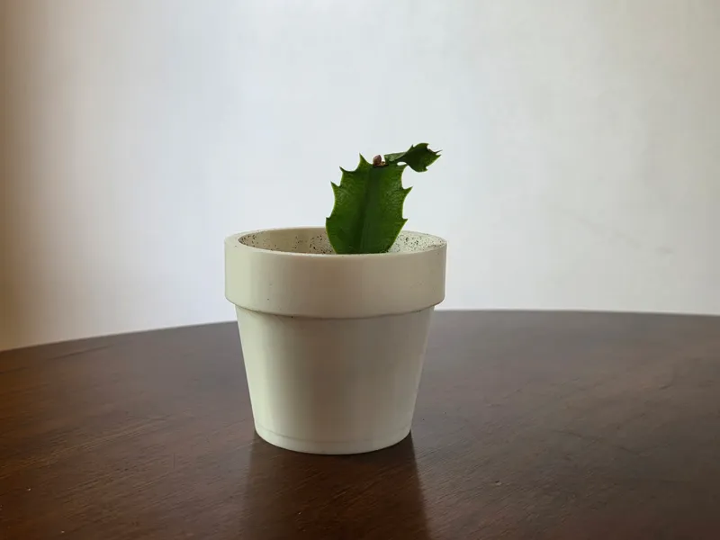 Flower Pot