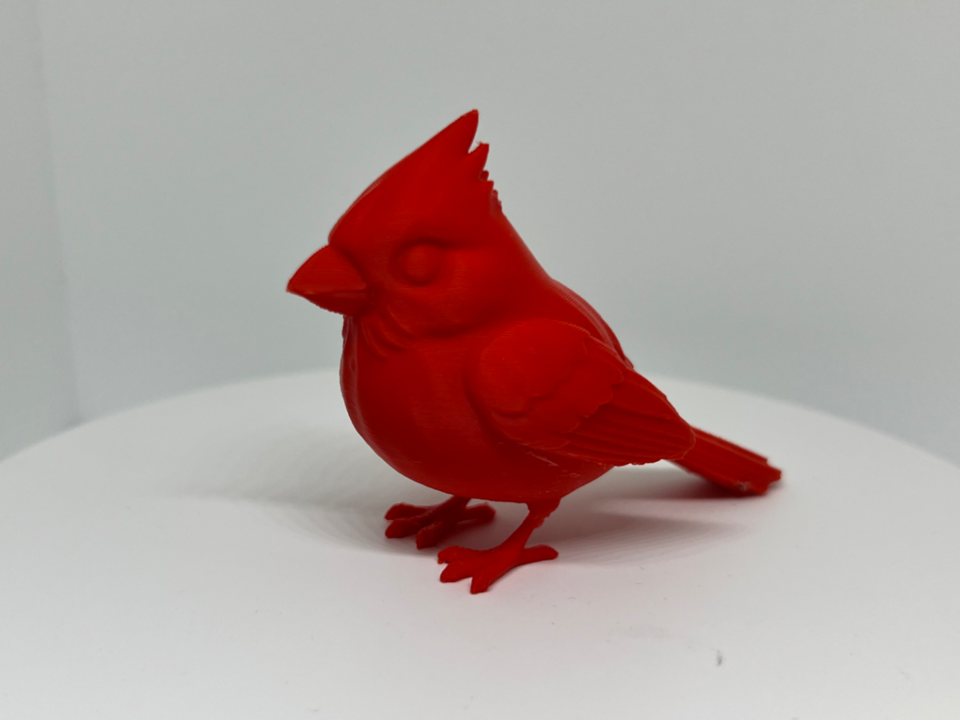 Cardinal Standing (Detailed Bird)