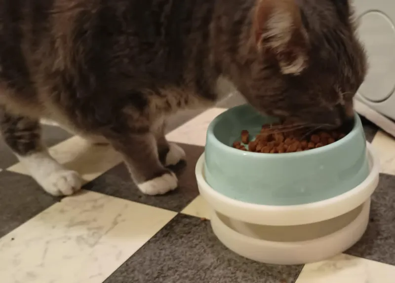 Ant Proof Catfood Bowl Holder