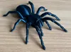 Small tarantula