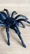 Medium tarantula
