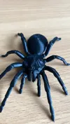 Large tarantula