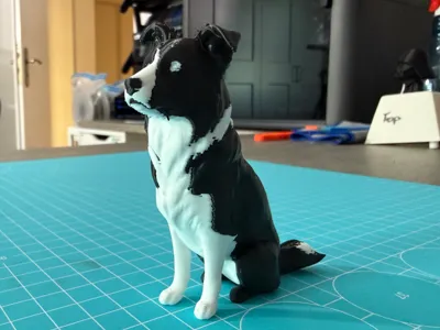 Sitting Border Collie