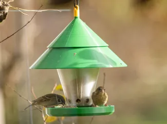 Vogel-Futterhäuschen