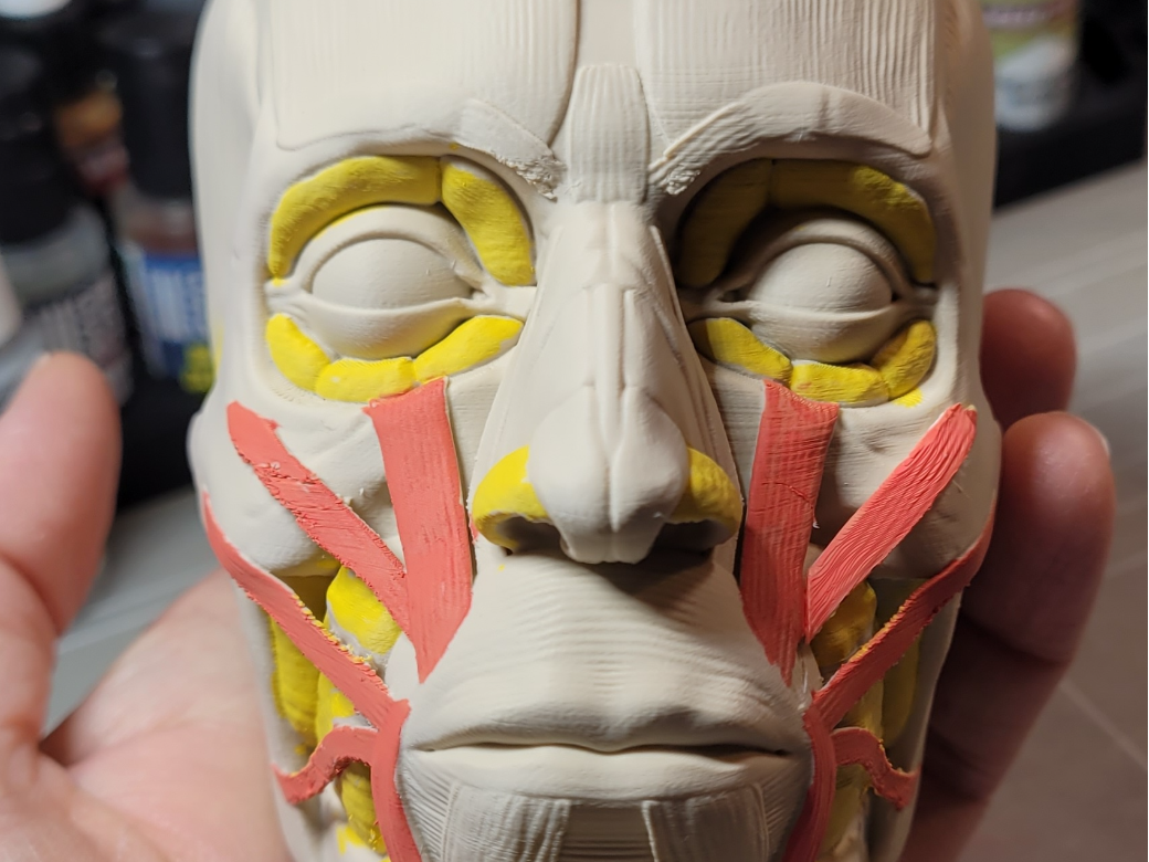 Anatomy head muscle 2 3D model
