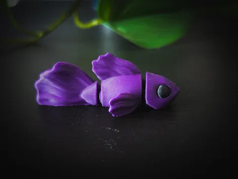 Flexi Betta Fish view 3