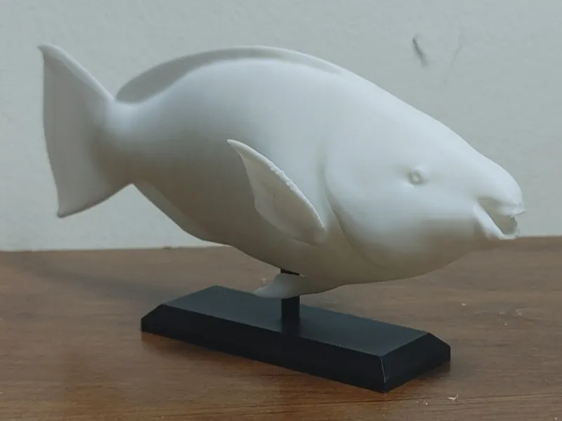 Parrotfish Mount