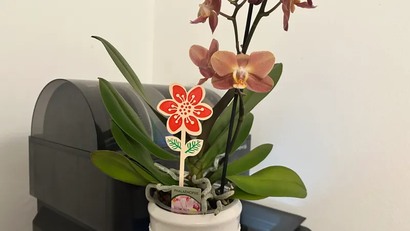 FLOWER WITH STEM TO THE FLOWERPOT