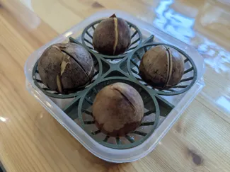 Avocado Seed Sprouter Insert for Container