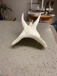 Crâne de tricératops sculpté — photo 4