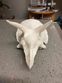 Crâne de tricératops sculpté — photo 3