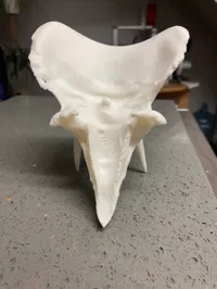 Crâne de tricératops sculpté — photo 5