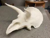 Crâne de tricératops sculpté — photo 1