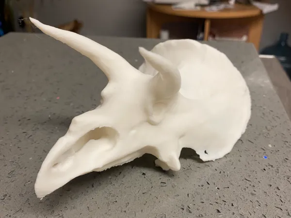 Crâne de tricératops sculpté