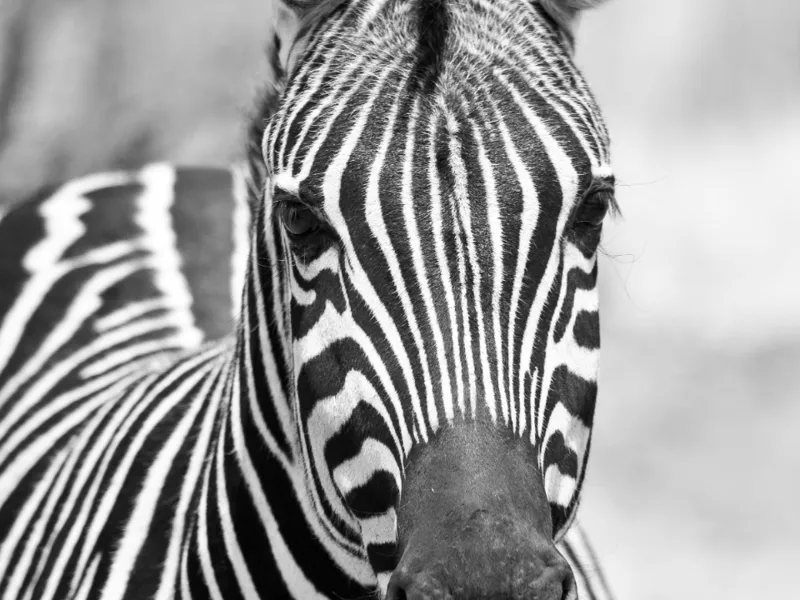Bookmark African Wildlife - Zebra