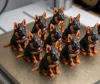 german shepherd_AMS
