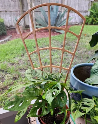 Small Plant Trellis