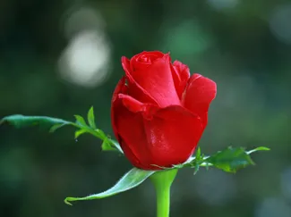 rose