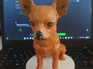 Chigugua Dog