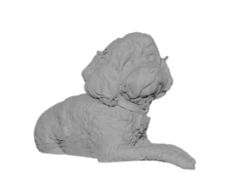 Mini Poodle