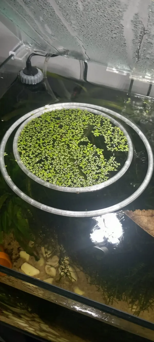 https://makerworld.bblmw.com/makerworld/model/USc80986e5140ffc/design/2024-01-25_6da7966e59934.jpg