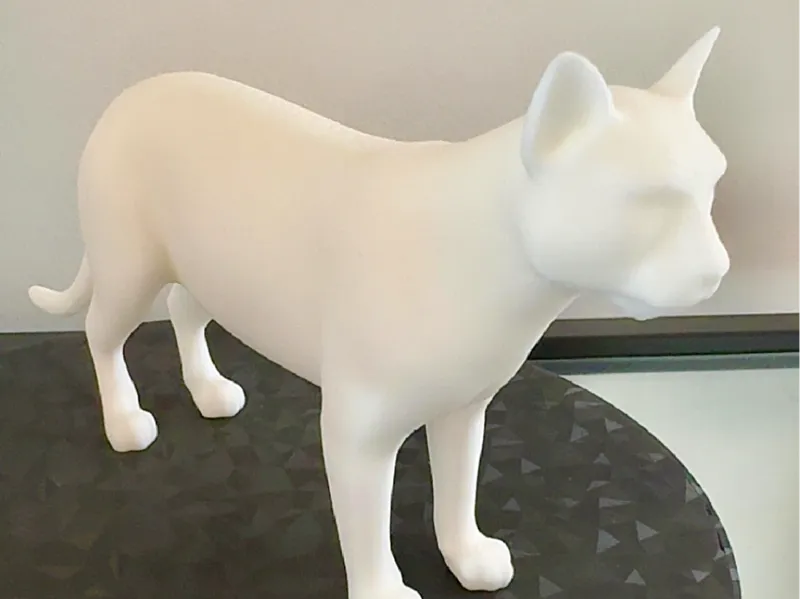Cute Cat
