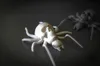 Skull Spider - Quantity 6no.