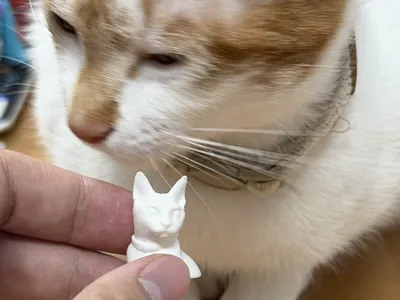 pet_cat