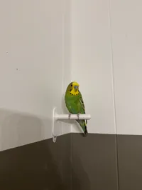 Petit perchoir pour oiseau — photo 7