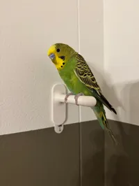 Petit perchoir pour oiseau — photo 3