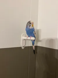Petit perchoir pour oiseau — photo 4