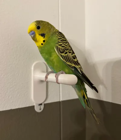 lil bird perch