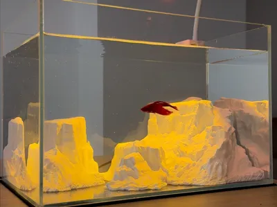 Crow's Fish Tank Episode One