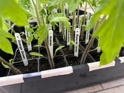 Seedling Labels