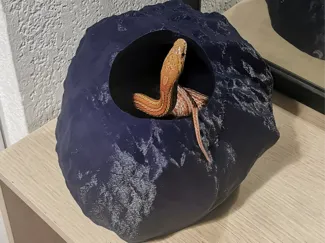 stone pet moulting box