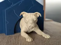 Pitbull Natural Ears