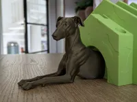 Greyhound - Whippet - Galgo