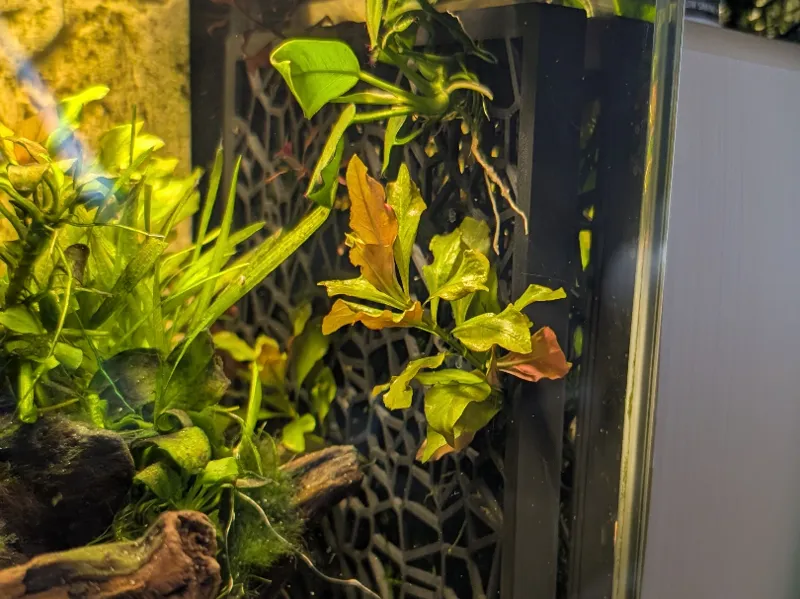 Aquarium Mooswand magnetisch 