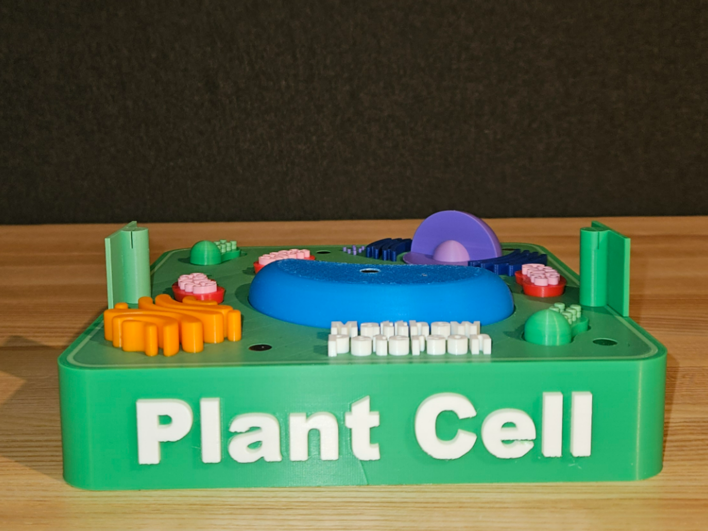 Plant Cell