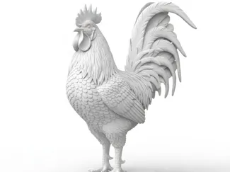 Gallo Realistico 3d
