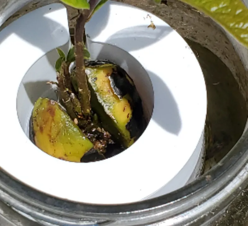 Simple Avocado Floater