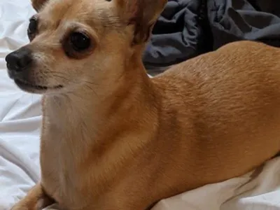 little dog laydown